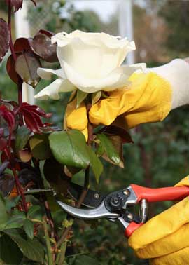 Blumen zurückschneiden, Rosen pflegen