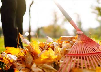 Laub im Herbst beseitigen