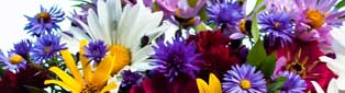 Pflanzen und Pflege von Blumen in und um Aschaffenburg